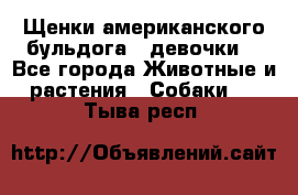 Щенки американского бульдога ( девочки) - Все города Животные и растения » Собаки   . Тыва респ.